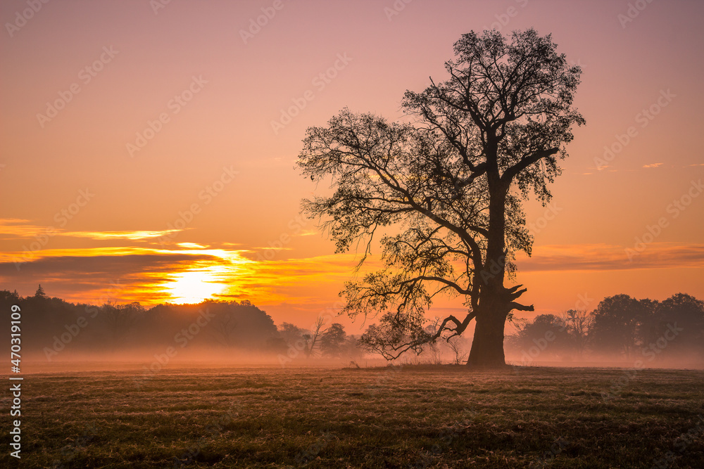 Lonely oak tree in the field during sunrise