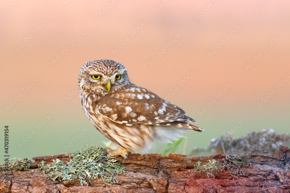 Obraz premium Little owl. (Athene noctua). Nature background. 