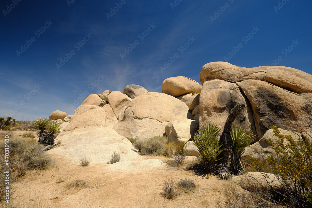 Joshua trees and Gneiss Rocks in and around Joshua Tree national park bordering the Colorado and Mojave desert
