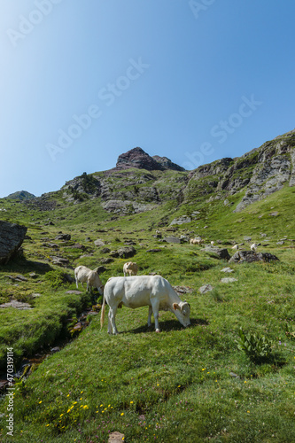 cow grazing in the mountain in pyrenees