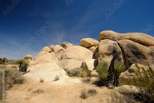 Joshua trees and Gneiss Rocks in and around Joshua Tree national park bordering the Colorado and Mojave desert © Jorge Moro