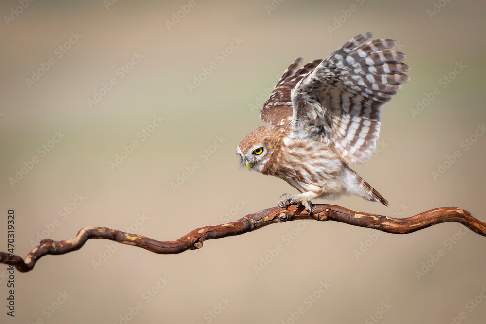 Fototapeta premium Little owl. (Athene noctua) Colorful nature background.