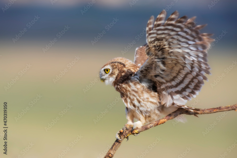 Little owl. (Athene noctua) Colorful nature background. Little owl. (Athene noctua) Colorful nature background.