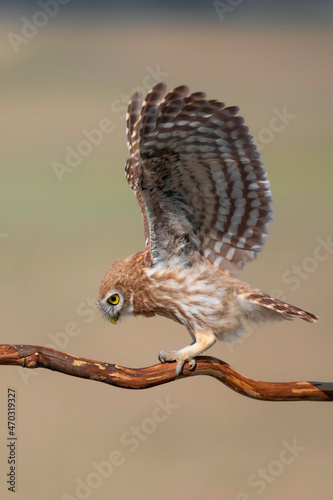 Little owl. (Athene noctua)  Colorful nature background. © serkanmutan