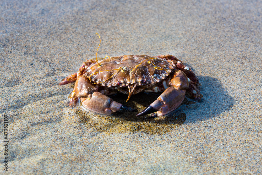 Pacific rock crab on an Oregon beach