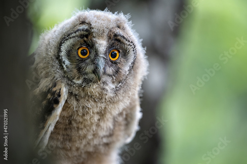 An eared owl in the forest sits on a branch.