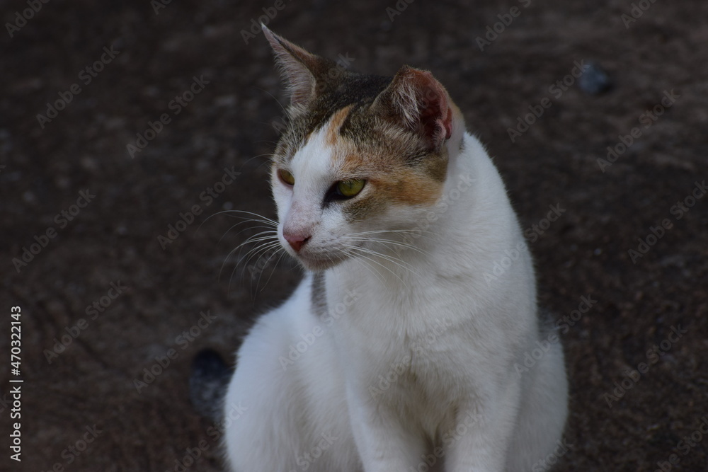 Beautiful cat is looking something for hunting 