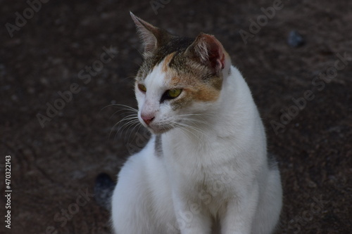 Beautiful cat is looking something for hunting 