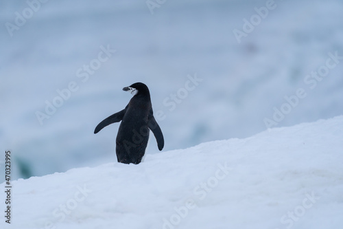 Chinstrap Penguin in Antarctica