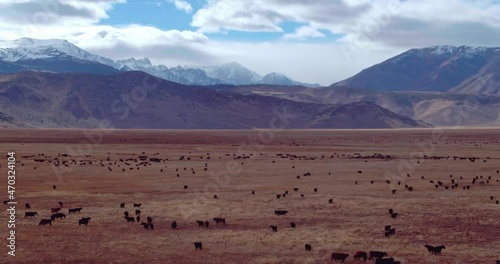 Aerial Drone View Of Cattle on ranch in Nevada photo