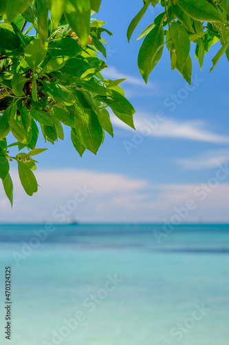 Colorful Dry Tortugas beach and shade trees © Jorge Moro