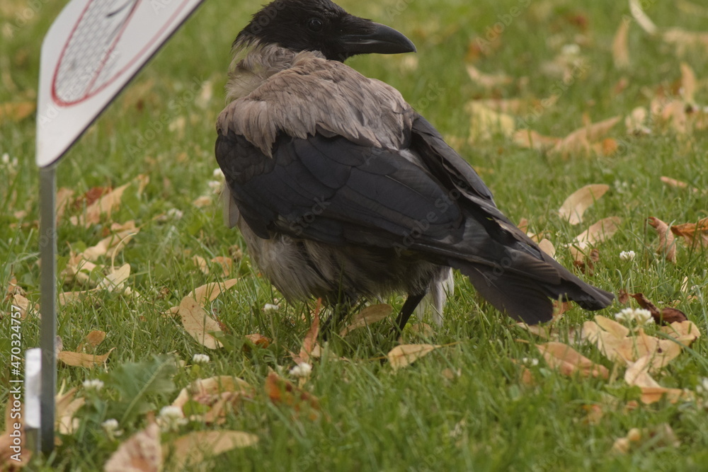 Naklejka premium Nebelkrähe im Augarten Wien
