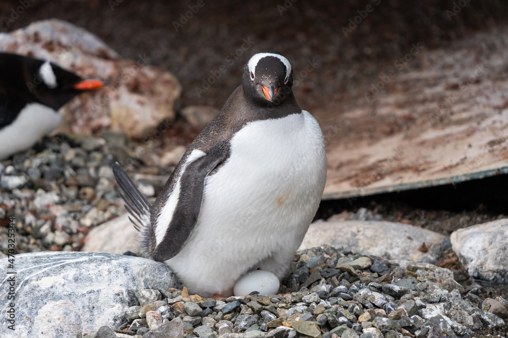 Naklejka premium Gentoo Penguin on nest in Antarctica