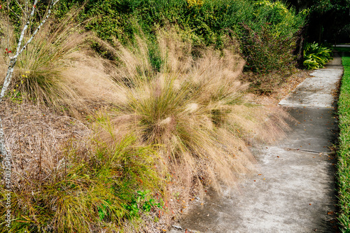 Beautiful pink Muhlenbergia capillaris grass 