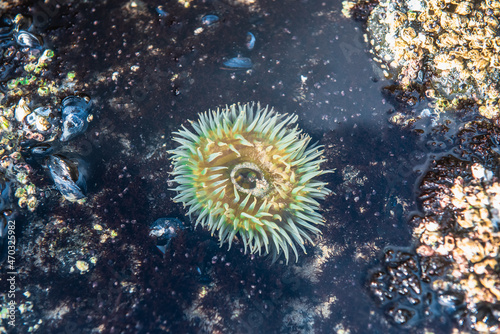 Sea anemone all tentacles deployed in a tide pool