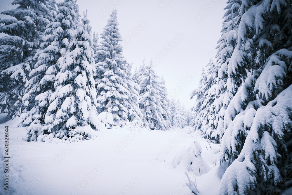Naklejka premium Snowy Eagle Mountains in the Czech Republic