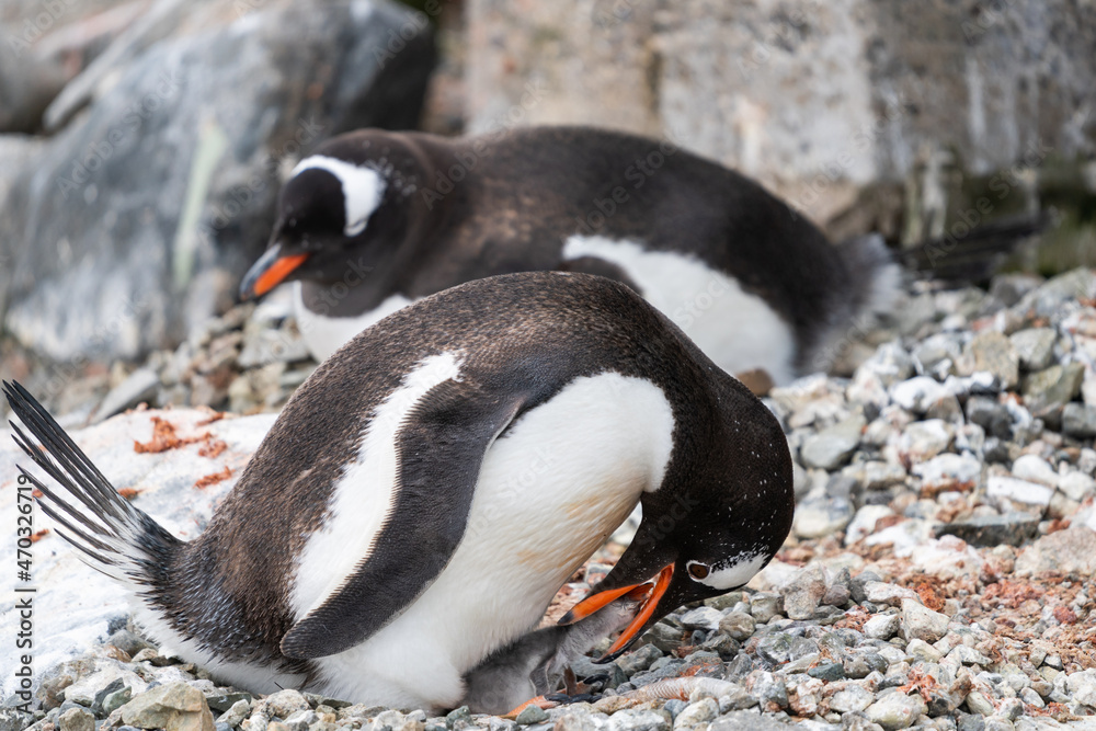 Naklejka premium Gentoo Penguin feeding chick in Antarctica