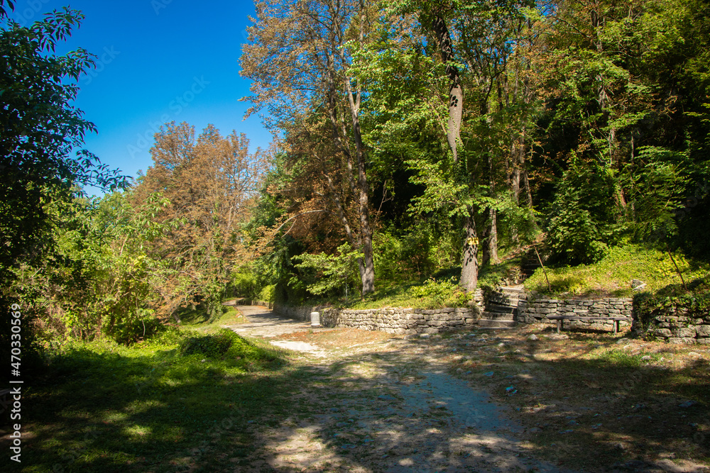 Obraz premium river in the forest