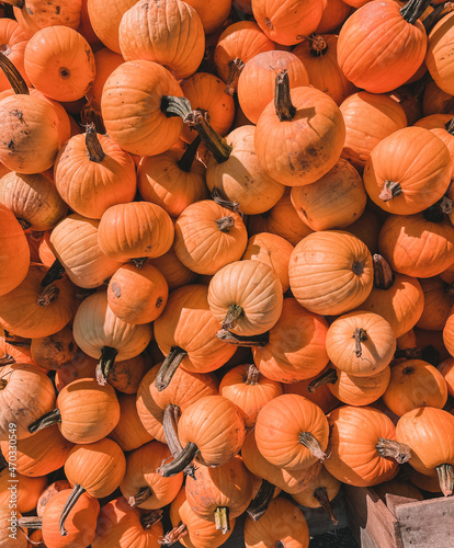 pile of small orange pumpkins