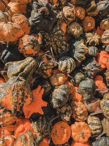 pile of pumpkins and gourds on the ground