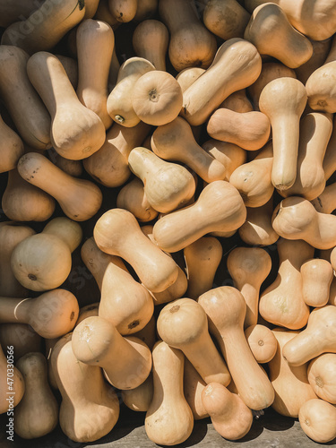 pile of white squash