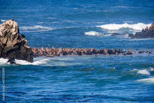 Sea lions on sand banks at Shell island