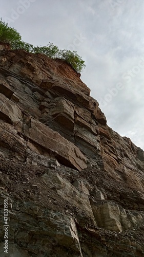 tree on the rocks