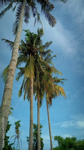 palm trees on blue sky