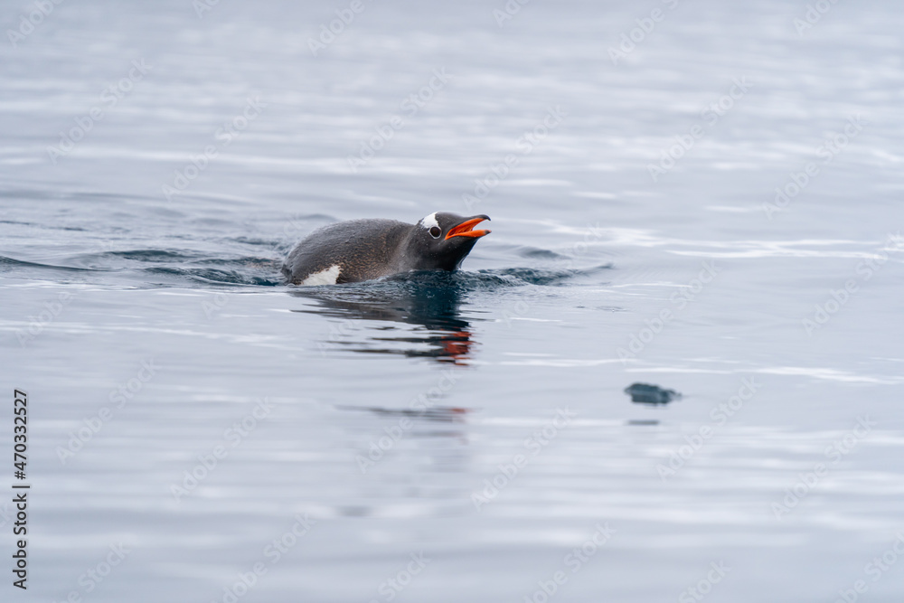 Obraz premium Gentoo Penguin swimming in Antarctica