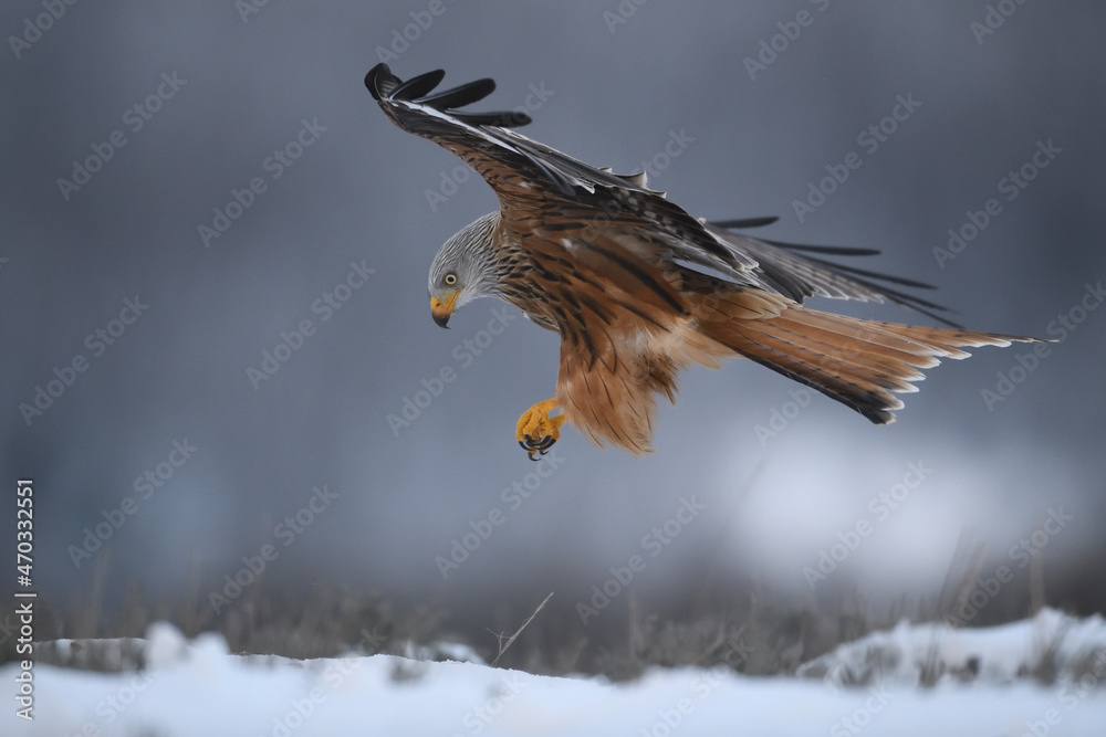 Foto de Milano real sobrevolando la nieve en un frio dia de