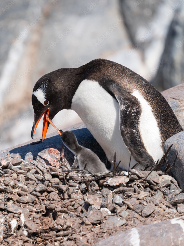 Fototapeta premium Gentoo Penguin feeding chick in Antarctica