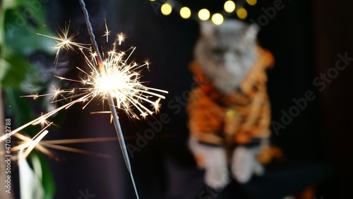 Pet british, Scottish straight cat for New Year 2022 in a tiger costume on black background, close-up. A cool gray animal celebrates the holidays