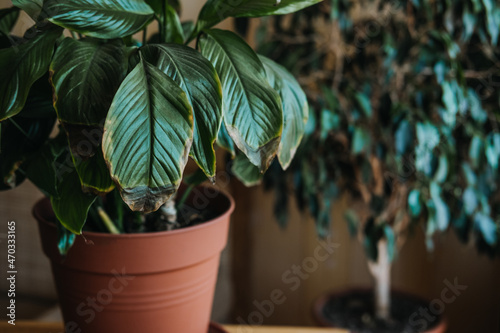 Houseplants diseases. Indoor plants Diseases Disorders Identification and Treatment, Houseplants sun burn. Female hands cutting Damaged Leaves from potted Spathiphyllum Sensation houseplant. photo