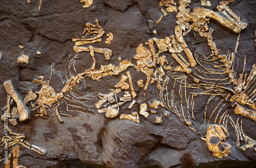 Dinosaur fossil in stone, bones of prehistoric extinct animal photo