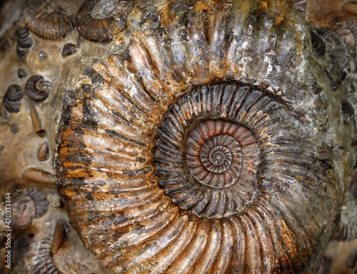 Ammonite fossil close-up, petrified prehistoric extinct animal like snail photo
