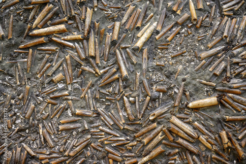 Belemnites fossil in ground, extinct animals that lived in Jurassic and Triassic seas photo