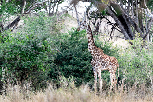 Giraffe in Kenya on safari, Africa. The giraffe is an African artiodactyl mammal, the tallest living terrestrial animal and the largest ruminant © magcs