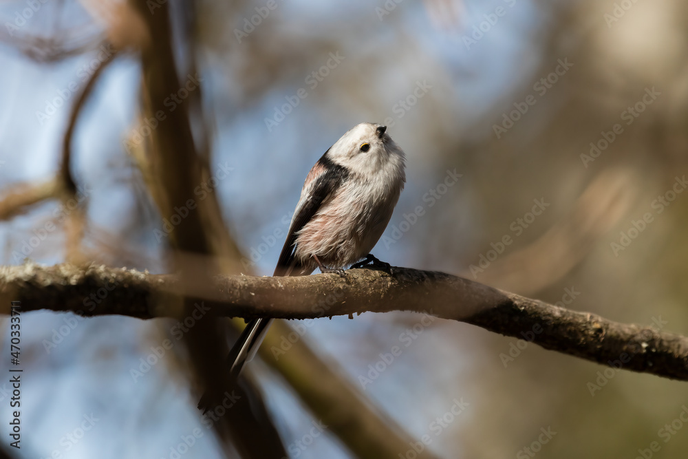 Long-tailed Tit sitting on a twig, Aegithalos caudatus, bird with white feathers and black tail, small European bird, fast and agile, looks like a small white ball Long-tailed Tit sitting on a twig, Aegithalos caudatus, bird with white feathers and black tail, small European bird, fast and agile, looks like a small white ball
