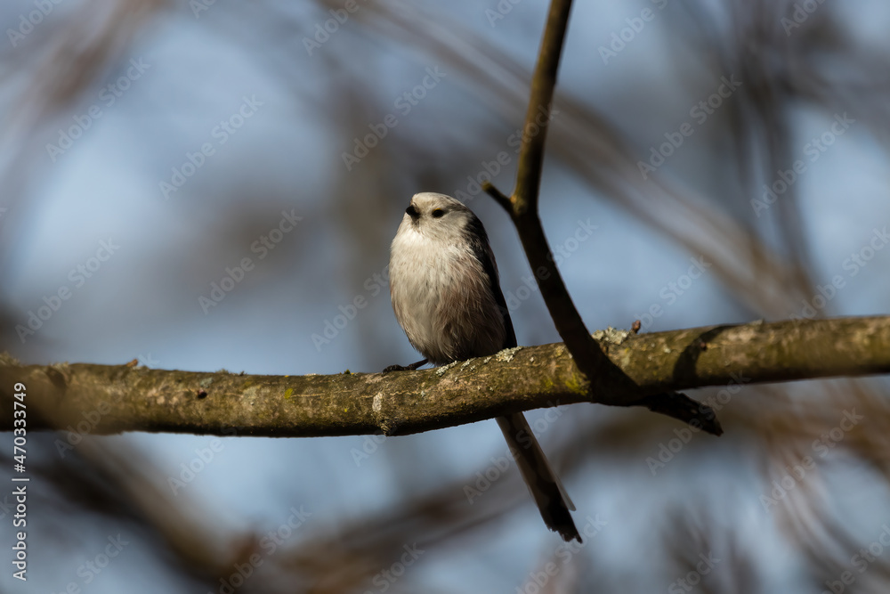 Long-tailed Tit sitting on a twig, Aegithalos caudatus, bird with white feathers and black tail, small European bird, fast and agile, looks like a small white ball Long-tailed Tit sitting on a twig, Aegithalos caudatus, bird with white feathers and black tail, small European bird, fast and agile, looks like a small white ball