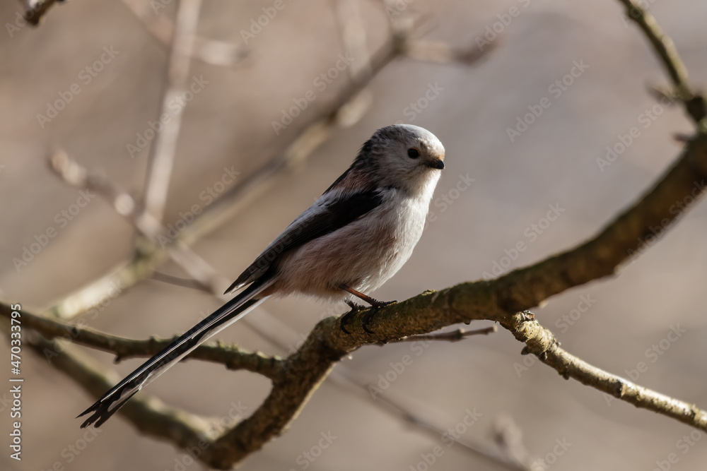 Long-tailed Tit sitting on a twig, Aegithalos caudatus, bird with white feathers and black tail, small European bird, fast and agile, looks like a small white ball