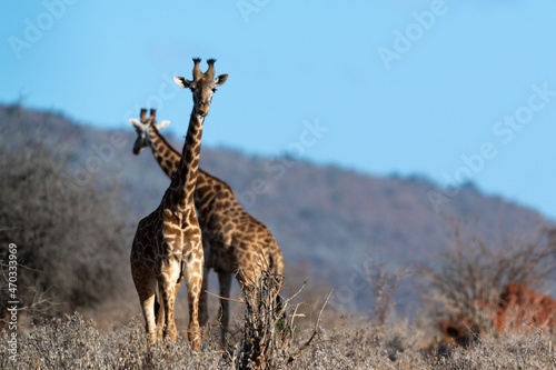 Fototapeta Naklejka Na Ścianę i Meble -  Giraffe in Kennya on safari, Africa. African artiodactyl mammal, the tallest living terrestrial animal and the largest ruminant. 