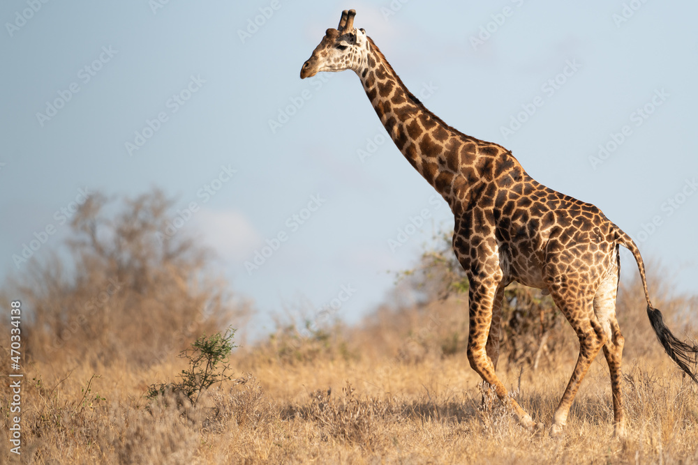 Obraz premium Giraffe in Kenya on safari, Africa. The giraffe is an African artiodactyl mammal, the tallest living terrestrial animal and the largest ruminant