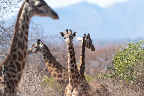 Giraffe in Kennya on safari, Africa. African artiodactyl mammal, the tallest living terrestrial animal and the largest ruminant. 