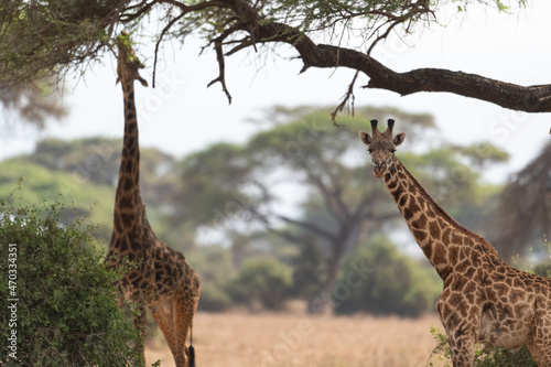 Giraffe in Kennya on safari, Africa. African artiodactyl mammal, the tallest living terrestrial animal and the largest ruminant. 