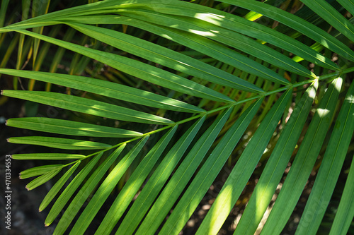 light and shadow on green leaf of palm tree full frame. Background with tropical foliage with selective focus