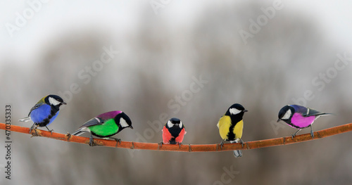 bright fabulously colorful birds of tits are sitting on a branch in the park © nataba