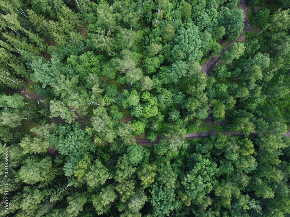 Forest background shooting from a copter
