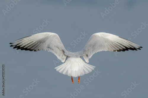 Yellow-legged gull - Larus michahellis photo