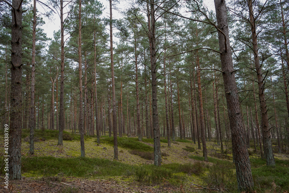 Fototapeta premium Lush green undergrowth in a pine forest