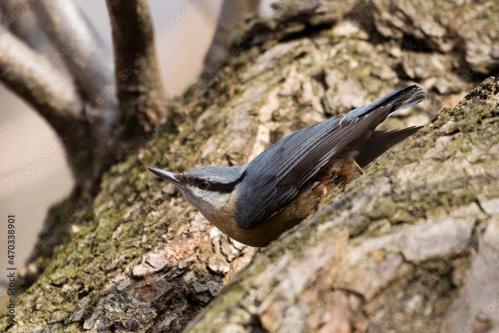 Naklejka premium Eurasian Nuthatch, Barrel, Sitta europaea, a bird sings on a branch in the forest, a bird, a loud singing, birds singing in the forest.